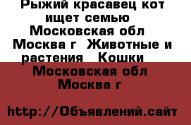 Рыжий красавец кот ищет семью - Московская обл., Москва г. Животные и растения » Кошки   . Московская обл.,Москва г.